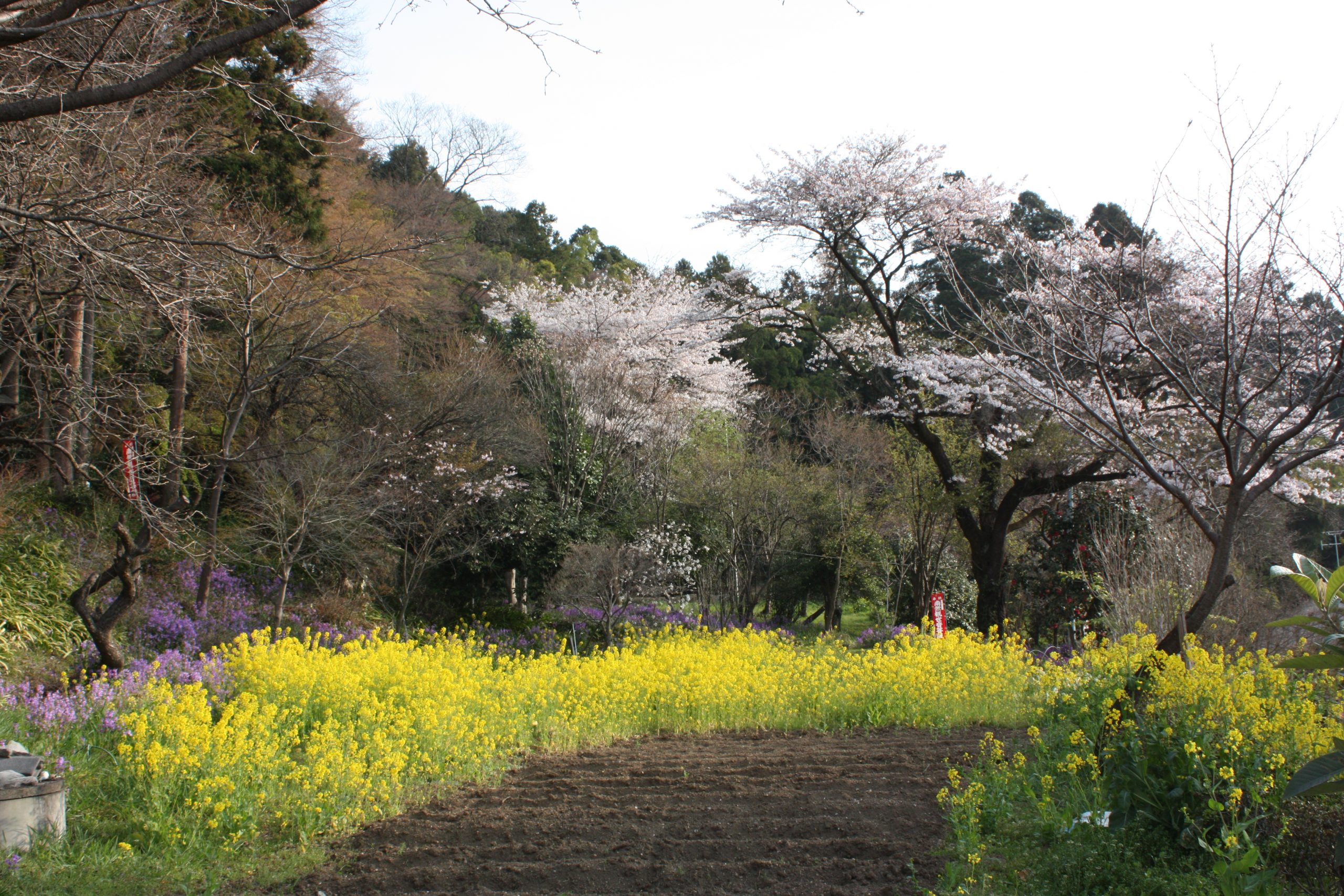 春の風景